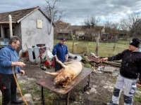 Diszn�tor 2026