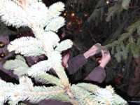 Kar�csonyfa feld�sz�t�s 2025