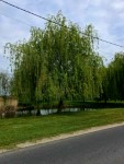 Tavaszi vir�gos�t�s