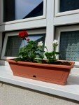 Tavaszi vir�gos�t�s
